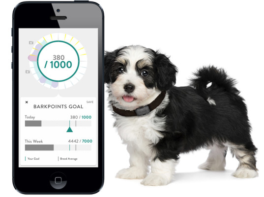 wearables for pets 01